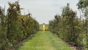 birdbrain teto standing between two rows of hedges, facing mostly away but looking back at the camera.