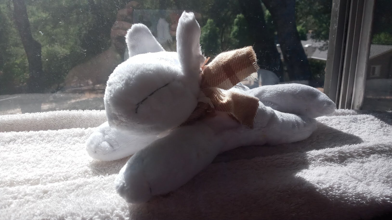 as before, but on a shelf covered in white cloth, backlit from a window behind it.