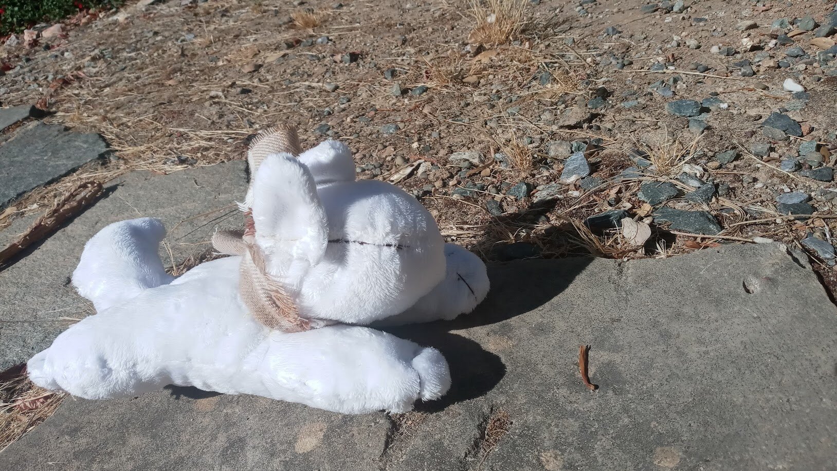 the dogthing laid upon some stone next to fallen leaves, pine needles, and rocks.