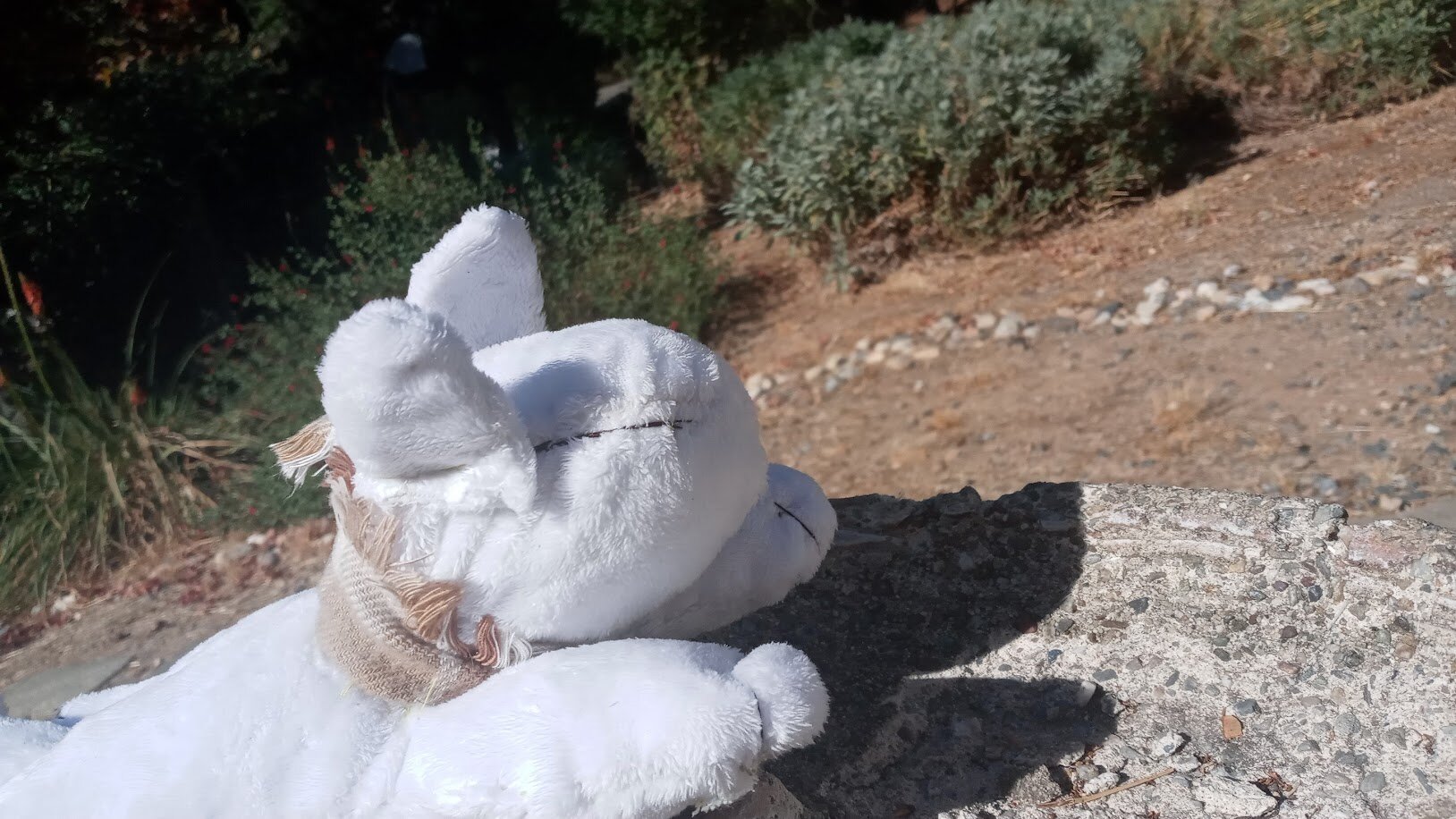 the above again, but angled so you can see the scenery in the background - bunches of sagebrush and a red hot poker flower.