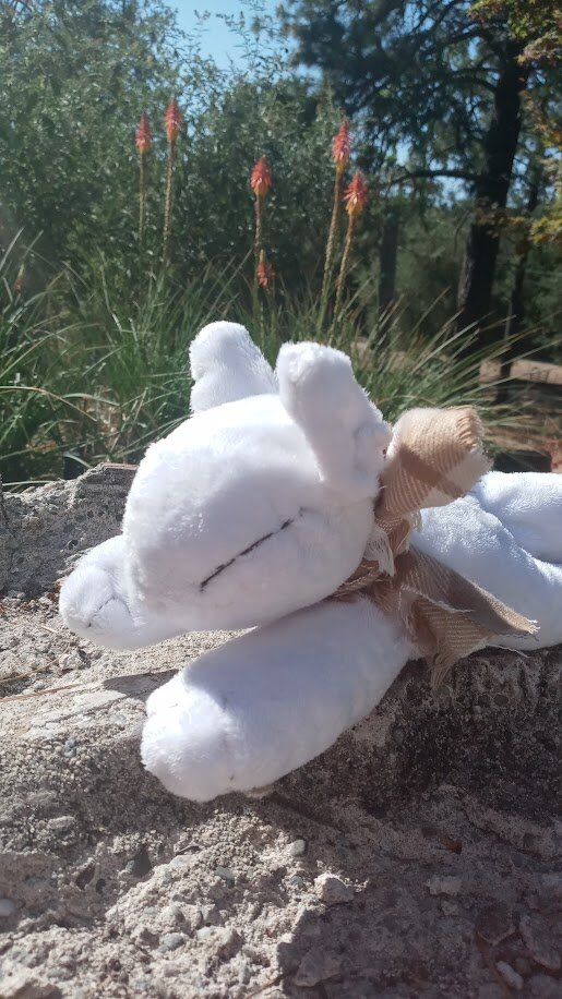 the dogthing posed on the fountain again, with more red-hot poker flowers.